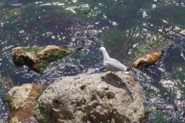 Pescăruş salvat de pompierii de la ISU Dobrogea